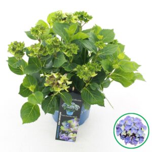 Hydrangea macrophylla other Royalty® 'Lady Mata Hari'® blue C3.5 (20cm.) Kn.
(1 Plants/Order)(20cmP 40cmH)