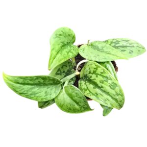 Scindapsus Green Army
(5 Plants/Order)(7cmP 15cmH)