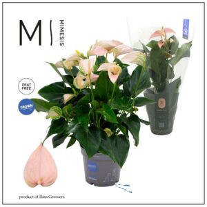 Anthurium Joli Peach Mimesis KARMA 17cm
(6 Plants/Order)(17cmP 55cmH)