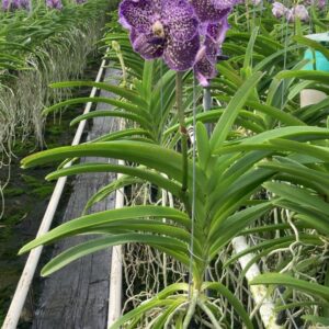 Vanda Vanda Jeff Leatham Large
(2 Plants/Order)(15cmP 60cmH)