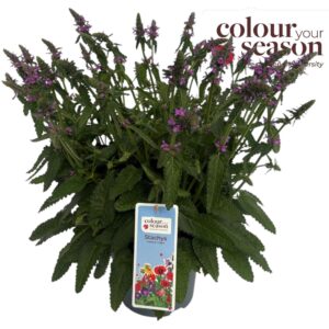 Stachys Summer Grapes P23
(1 Plants/Order)(23cmP 60cmH)