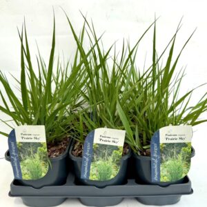 Panicum virgatum Panicum virgatum Prairie Sky
(6 Plants/Order)(17cmP 20cmH)