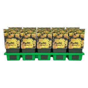 Achillea Tricolor' P11
(10 Plants/Order)(11cmP 25cmH)