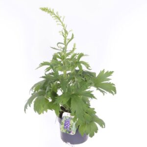 Delphinium Magic Fount Delphinium M.F. Dark Blue/Dark Bee
(6 Plants/Order)(17cmP 65cmH)