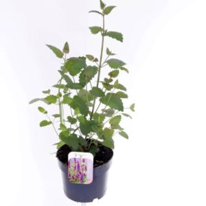 Agastache rugosa beelicious Purple
(6 Plants/Order)(17cmP 50cmH)
