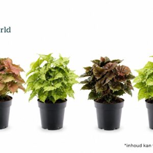 Syngonium mix
(7 Plants/Order)(14cmP 30cmH)