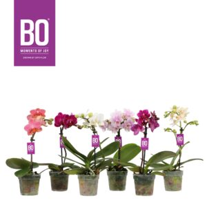 Phalaenopsis Multiflora Sweety P7 BO mix 1 spike
(12 Plants/Order)(7cmP 25cmH)