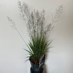 Molinia caerulea Banshee'
(6 Plants/Order)(17cmP 30cmH)