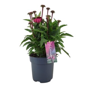 Echinacea purpurea Mooodz Courage p17 (PT)
(6 Plants/Order)(17cmP 50cmH)