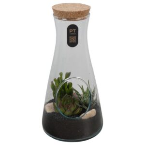 Succulenten PTSU8513 Arrangement in glazen fles
(5 Plants/Order)(13cmP 29cmH)