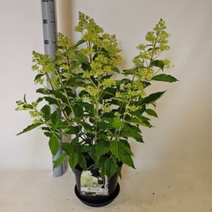 Hydrangea paniculata Phantom
(1 Plants/Order)(29cmP 85cmH)