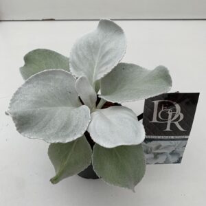 Senecio Angel Wings'
(8 Plants/Order)(13cmP 25cmH)
