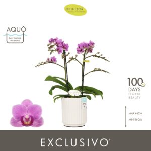 Phalaenopsis Multifl. typ purpel Qu Exclusivo 2 spike in Molise White Aquo
(6 Plants/Order)(12cmP 45cmH)