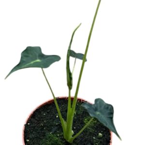 Alocasia Frydek Tattoo
(9 Plants/Order)(10.5cmP 15cmH)