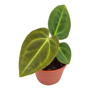 Anthurium Leaf Papillilaminum x Dark Phoenix
(2 Plants/Order)(7cmP 10cmH)