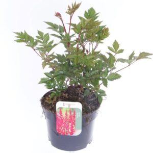 Astilbe Montgomery japonica
(6 Plants/Order)(17cmP 30cmH)