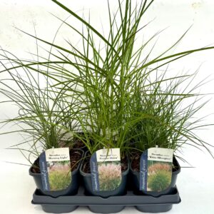 Miscanthus sinensis mix V2
(6 Plants/Order)(17cmP 20cmH)