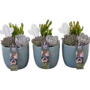 Succulenten PTSU8437 Arrangement in Ceramics Pot in set From 3
(6 Plants/Order)(12cmP 19cmH)