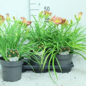 Hemerocallis Every Day 'lily Rose' P19
(3 Plants/Order)(19cmP 50cmH)