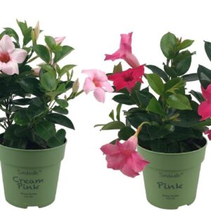 Mandevilla Sundaville Mixtray Bush (Dipladenia)
(10 Plants/Order)(12cmP 25cmH)