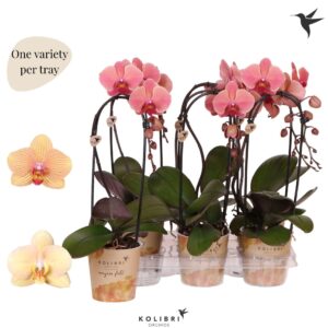 Phalaenopsis Elegant Cascade Niagara Fall orange 1 spike
(6 Plants/Order)(12cmP 45cmH)