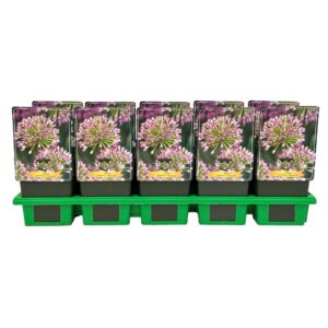 Allium Millenium senescens P11
(10 Plants/Order)(11cmP 25cmH)