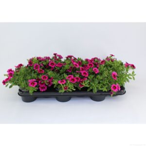 Minifamous Double Hot Pink CaliBrachoa Minifamous Hot Pink
(12 Plants/Order)(10.5cmP 20cmH)