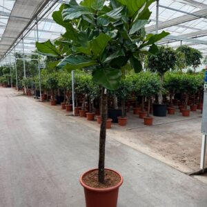 Ficus lyrata
(1 Plants/Order)(55cmP 270cmH)