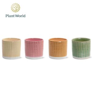 Keramische Pot Toegevoegde waarde Elsa 5.5 cm Ceramics
(15 Plants/Order)(7cmP cmH)