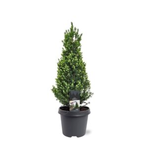 Picea Perfecta Picea glauca 'Perfecta' (pbr)
(1 Plants/Order)(23cmP 65cmH)