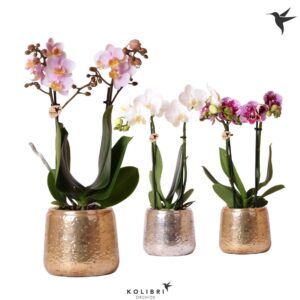 Phalaenopsis mixed 2 spike in Luxury Pot
(6 Plants/Order)(9cmP 40cmH)