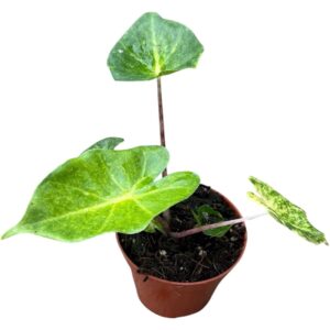Alocasia New Guinea Gold
(14 Plants/Order)(8cmP 12cmH)