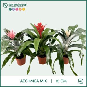 Aechmea Aechmea mix
(7 Plants/Order)(15cmP 60cmH)