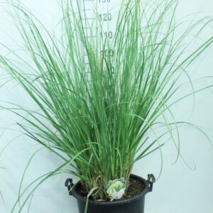 Cortaderia selloana Pumila
(1 Plants/Order)(40cmP 150cmH)