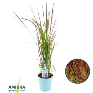 Imperata cylindrica Red Baron'
(6 Plants/Order)(17cmP 70cmH)