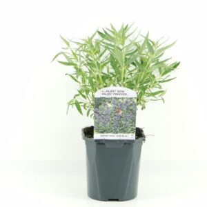 Caryopteris x clandonensis Kew Blu Caryopteris cland. Kew Blue
(6 Plants/Order)(17cmP 25cmH)