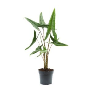 Alocasia Alocasia Tigrini 17cm
(6 Plants/Order)(17cmP 85cmH)