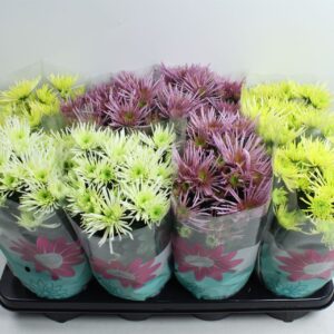 Chrysanthemum Anansi mixed Anansi spider mix
(8 Plants/Order)(14cmP 27cmH)