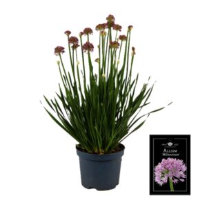 Allium Millenium Allium Millenium P19
(1 Plants/Order)(19cmP 55cmH)