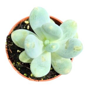 Pachyphytum ovifer Blue Haze
(5 Plants/Order)(7cmP 15cmH)