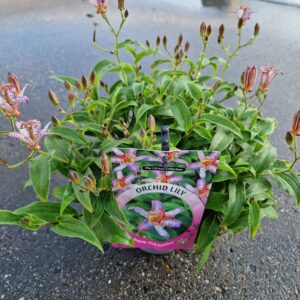 Tricyrtis formosana Pink Freckless Big Pot 13
(6 Plants/Order)(13cmP 35cmH)