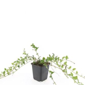 Vinca minor
(12 Plants/Order)(9cmP 15cmH)