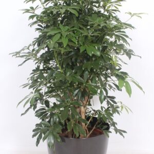 Schefflera Compacta "arboricola in San Remo ""antraciet"""
(1 Plants/Order)(42cmP 140cmH)