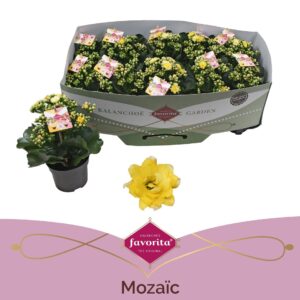 Kalanchoe blossfeldiana Mozaic Twee Stadium 2-3
(10 Plants/Order)(10.5cmP 22cmH)