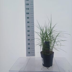 Miscanthus sinensis Ferner Osten
(1 Plants/Order)(23cmP 60cmH)