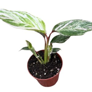 Calathea Glaza
(14 Plants/Order)(8cmP 15cmH)