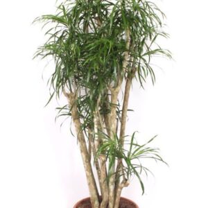 Dracaena Anita
(1 Plants/Order)(40cmP 170cmH)