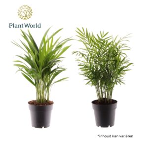 palms mix
(7 Plants/Order)(14cmP 45cmH)