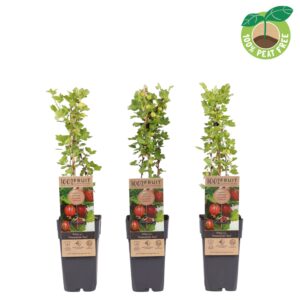 Ribes uva-crispa Hinnonmäki Röd
(10 Plants/Order)(15cmP 50cmH)