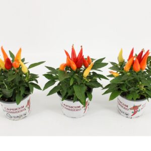 Capsicum Joker Sombrero
(12 Plants/Order)(10.5cmP 25cmH)